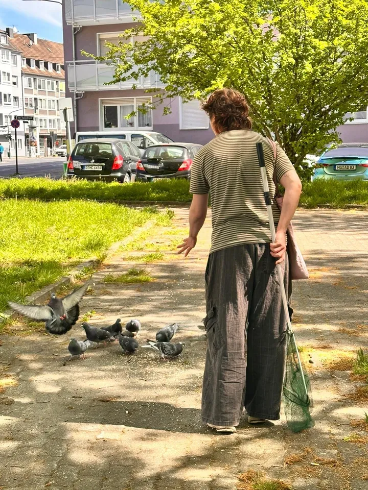 Betreuung eines Taubenschwarms im Grünen