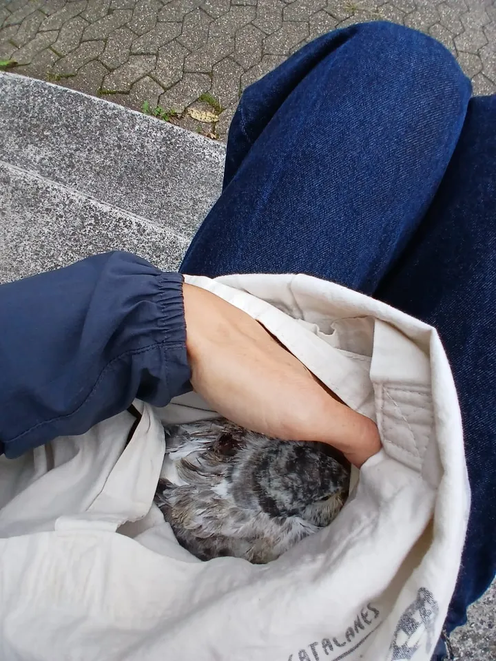 Gerettete Taube in einer Jacke