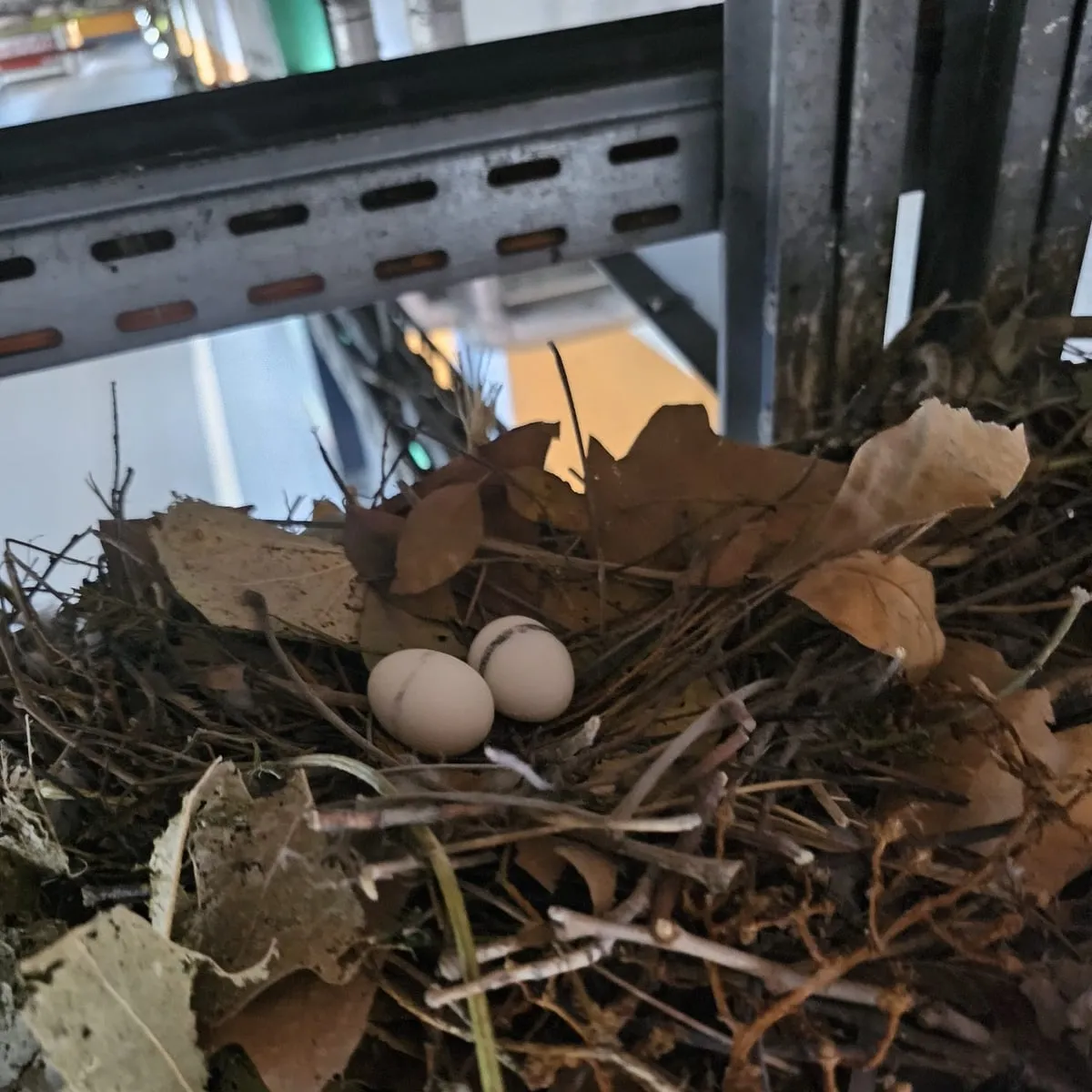 Taubennest mit Eiern an einem gemeldeten Nistplatz
