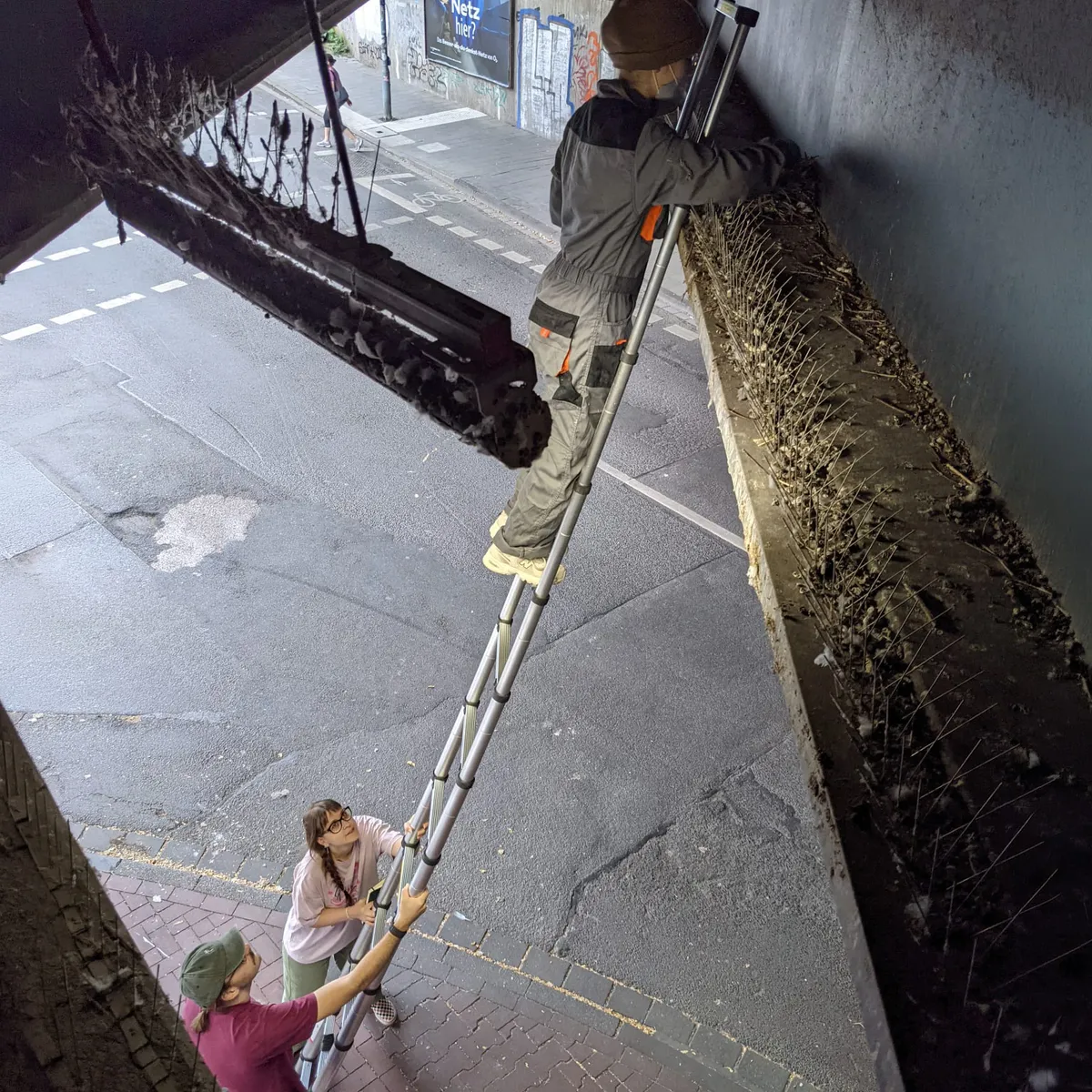 Eiertausch-Team bei der Arbeit auf Leitern