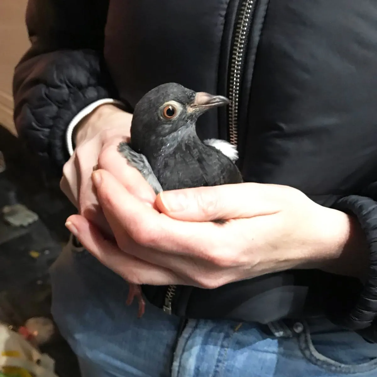 Gesicherte Taube in Händen einer helfenden Person